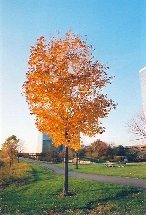 Majesty Sugar Maple